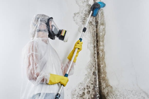 Best Mold Remediation for Healthcare Facilities  in Rose, LA